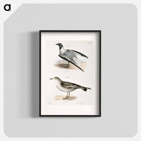 アートポスター-Sabine's Gull (Larus Sabini) 282. American Gull (Larus zonorhyncus) illustration from Zoology of New York by - ニューヨークの動物学 Poster.