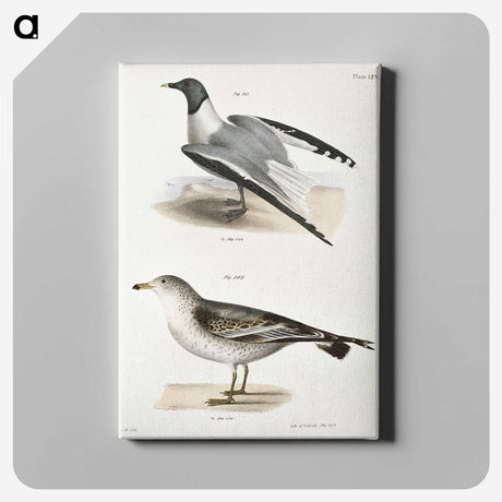 2-2_Zoology-of-New-York_canvas