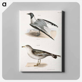 アートパネル-Sabine's Gull (Larus Sabini) 282. American Gull (Larus zonorhyncus) illustration from Zoology of New York by - ニューヨークの動物学 Canvas.