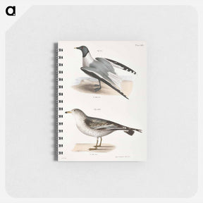 アートメモ帳-Sabine's Gull (Larus Sabini) 282. American Gull (Larus zonorhyncus) illustration from Zoology of New York by - ニューヨークの動物学 Memo.