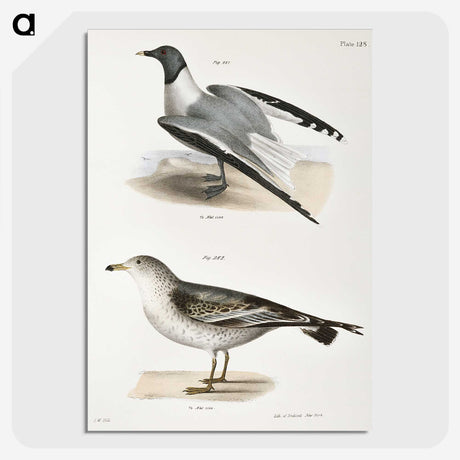2-2_Zoology-of-New-York_picture-crop