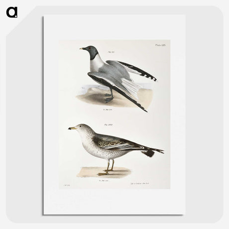 2-2_Zoology-of-New-York_picture