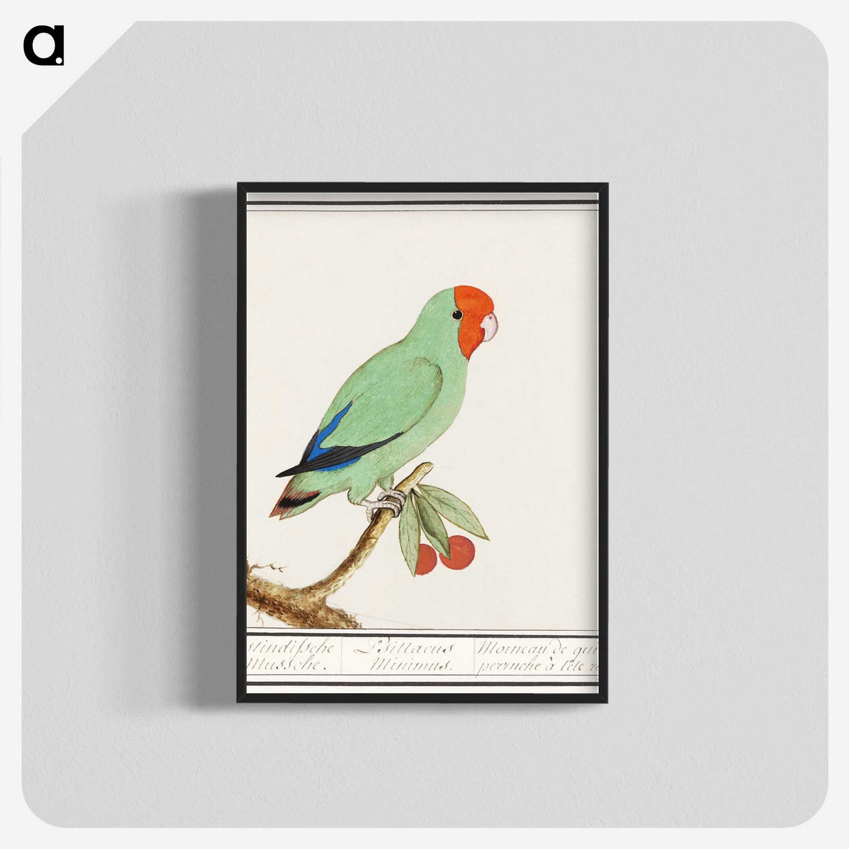 2-30_Anselmus-Boetius-de-Boodt_blk-crop