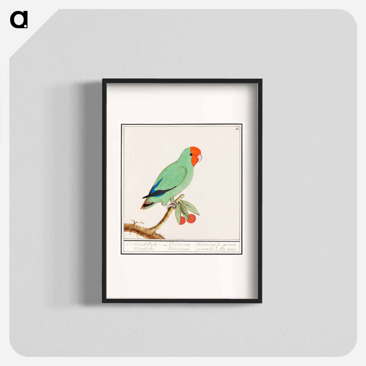 Red-headed lovebird - アンセルムス ボエティウス デ ブート Poster.