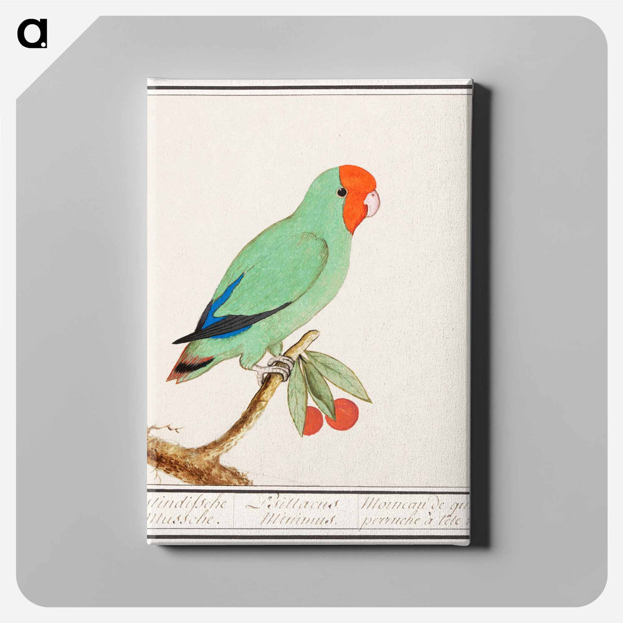 Red-headed lovebird - アンセルムス ボエティウス デ ブート Canvas.