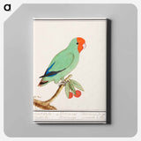 Red-headed lovebird - アンセルムス ボエティウス デ ブート Canvas.