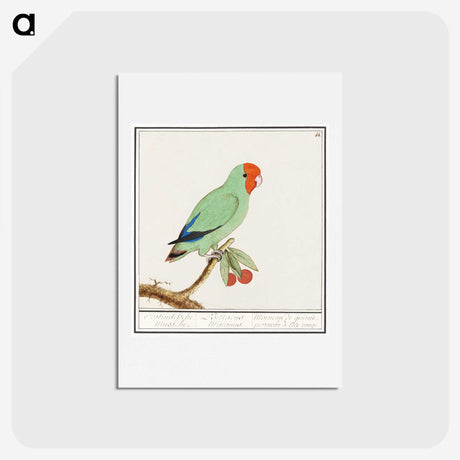 2-30_Anselmus-Boetius-de-Boodt_hagaki