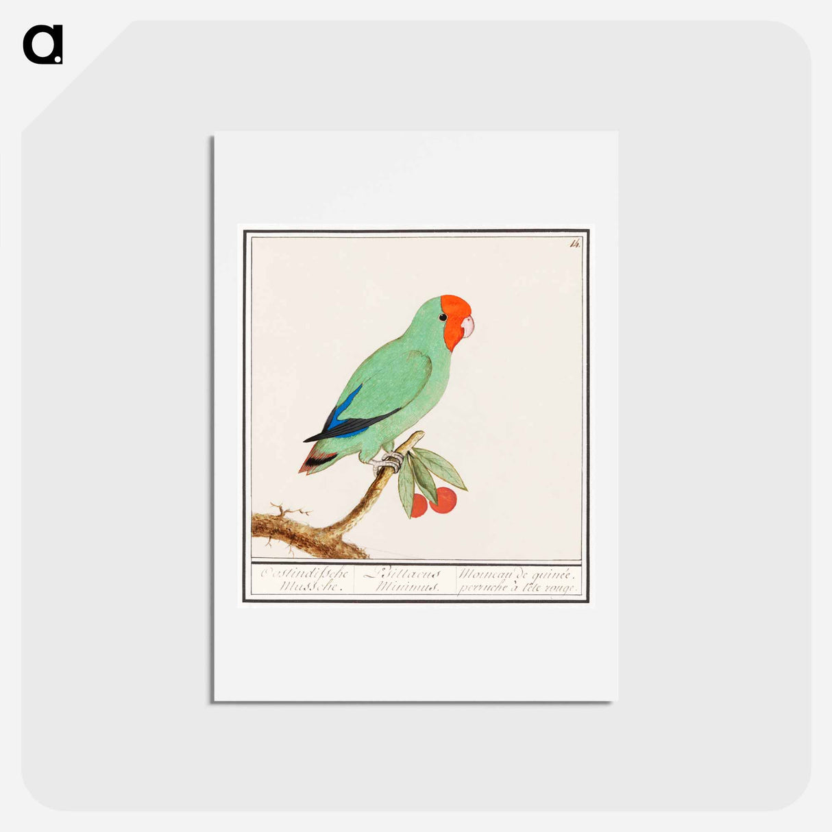 Red-headed lovebird - アンセルムス ボエティウス デ ブート Postcard.