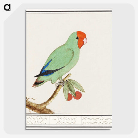 2-30_Anselmus-Boetius-de-Boodt_picture-crop