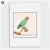 Red-headed lovebird - アンセルムス ボエティウス デ ブート Poster.