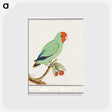 2-30_Anselmus-Boetius-de-Boodt_postcard