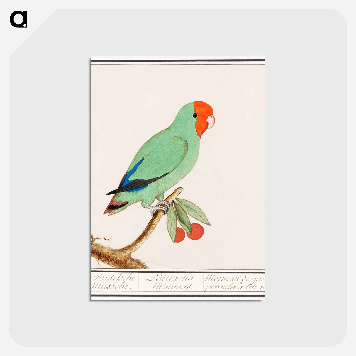 Red-headed lovebird - アンセルムス ボエティウス デ ブート Postcard.