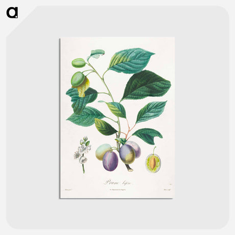 アートポストカード-Prune Bifère
 - クリーブランド美術館 Postcard.
