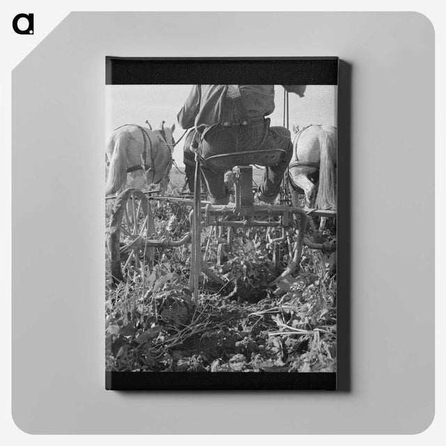 2-30_Dorothea-Lange_canvas