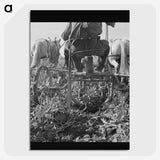 2-30_Dorothea-Lange_picture-crop