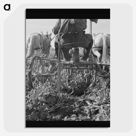 2-30_Dorothea-Lange_picture-crop