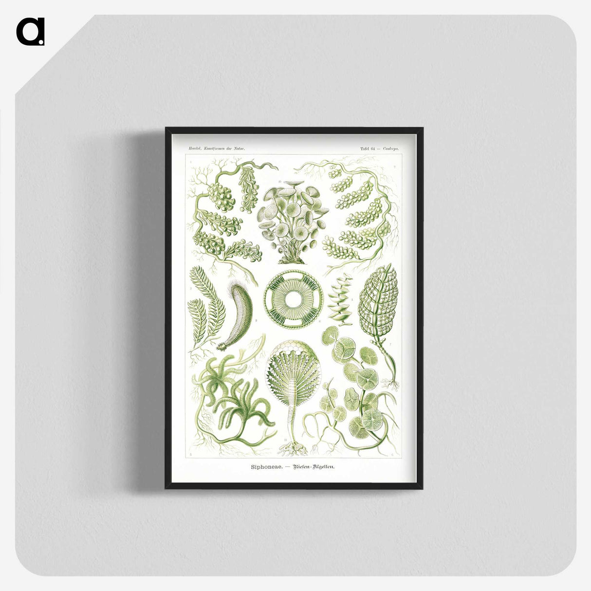 2-30_Ernst-Haeckel_blk-crop