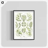 2-30_Ernst-Haeckel_blk-crop