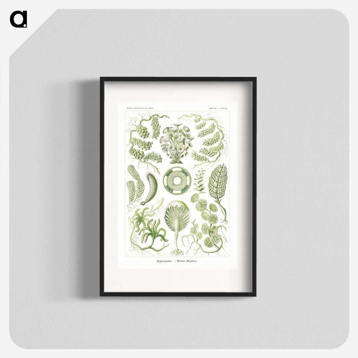 2-30_Ernst-Haeckel_blk