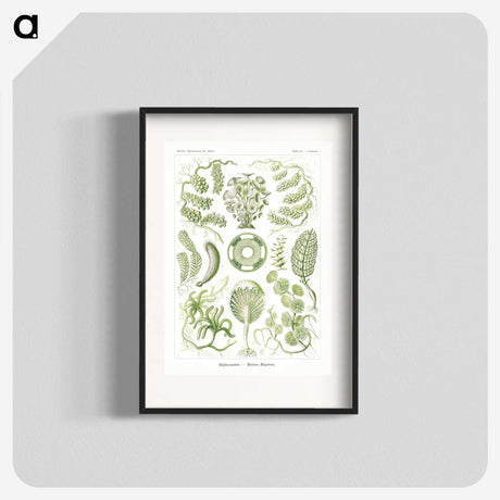 2-30_Ernst-Haeckel_blk