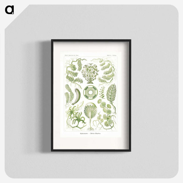 2-30_Ernst-Haeckel_blk