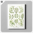 2-30_Ernst-Haeckel_canvas