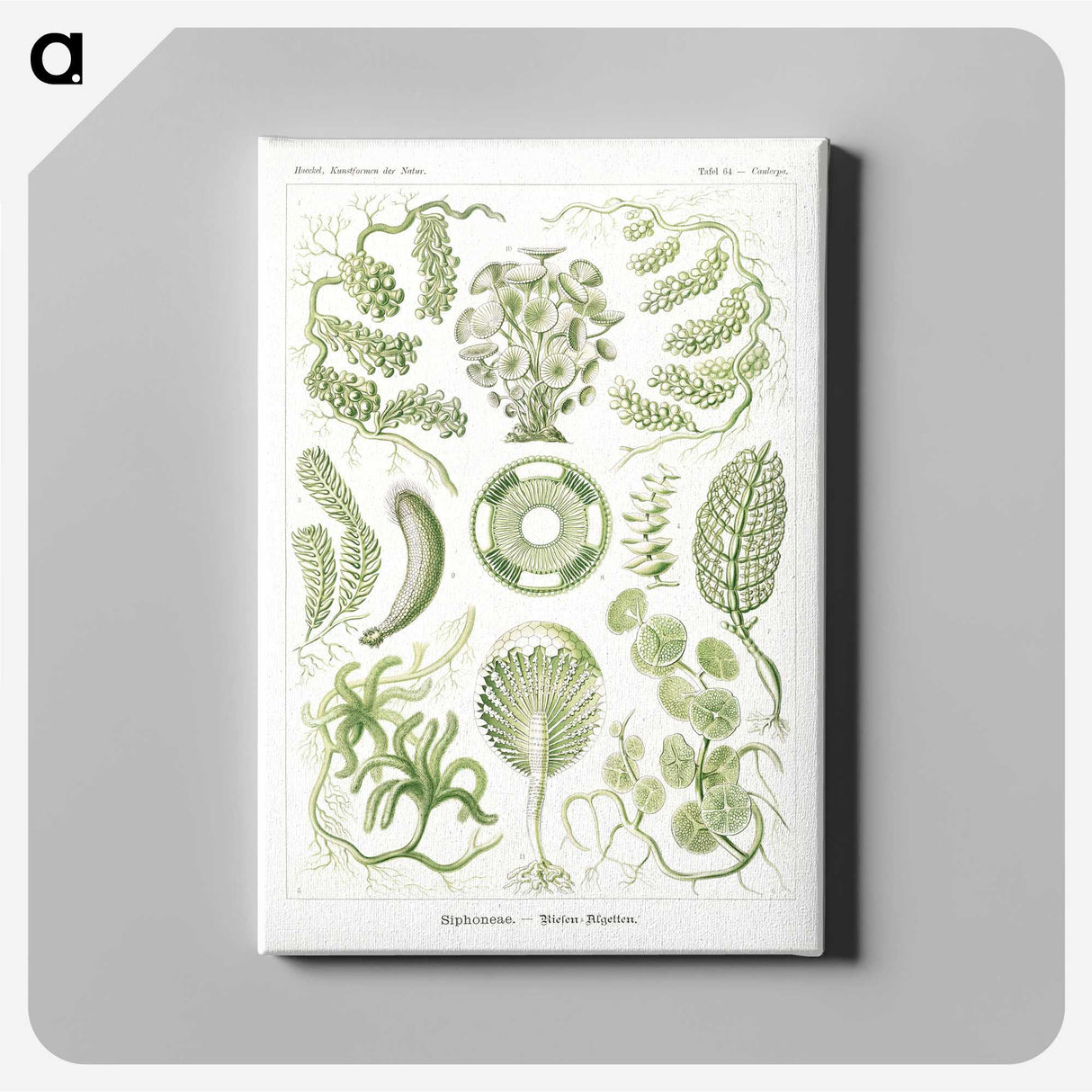 2-30_Ernst-Haeckel_canvas