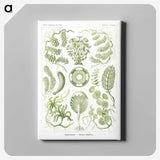 2-30_Ernst-Haeckel_canvas