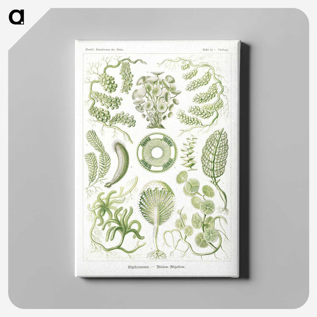 2-30_Ernst-Haeckel_canvas