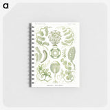 2-30_Ernst-Haeckel_memo