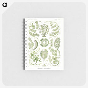 2-30_Ernst-Haeckel_memo