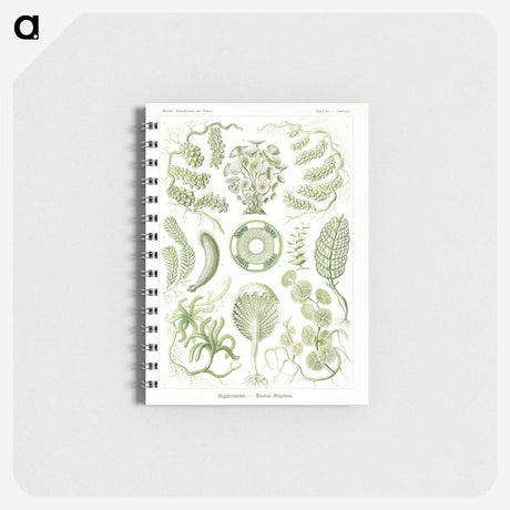2-30_Ernst-Haeckel_memo
