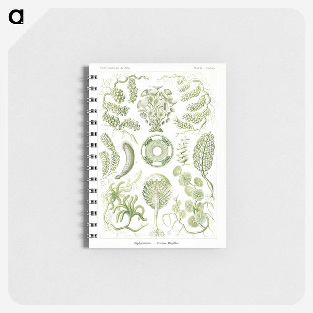 2-30_Ernst-Haeckel_memo
