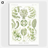 2-30_Ernst-Haeckel_picture-crop