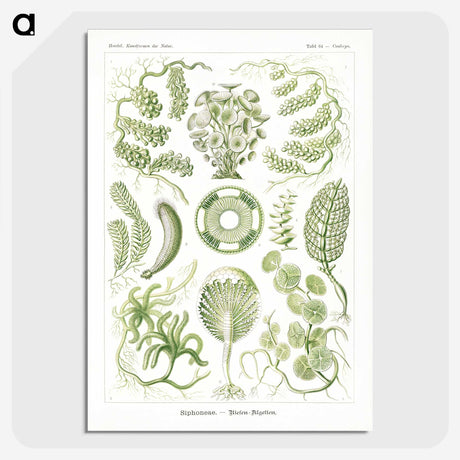 2-30_Ernst-Haeckel_picture-crop