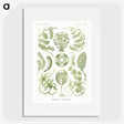 2-30_Ernst-Haeckel_picture