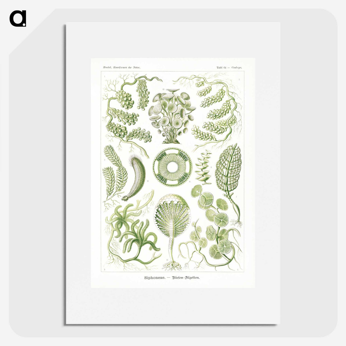 2-30_Ernst-Haeckel_picture