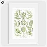 2-30_Ernst-Haeckel_picture