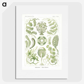 2-30_Ernst-Haeckel_picture