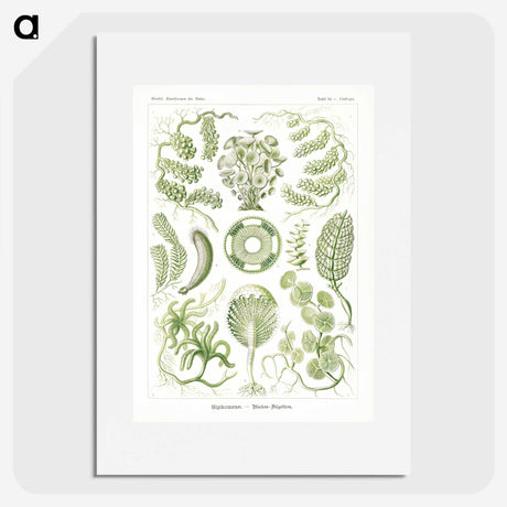 2-30_Ernst-Haeckel_picture