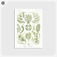 2-30_Ernst-Haeckel_postcard