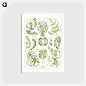 2-30_Ernst-Haeckel_postcard