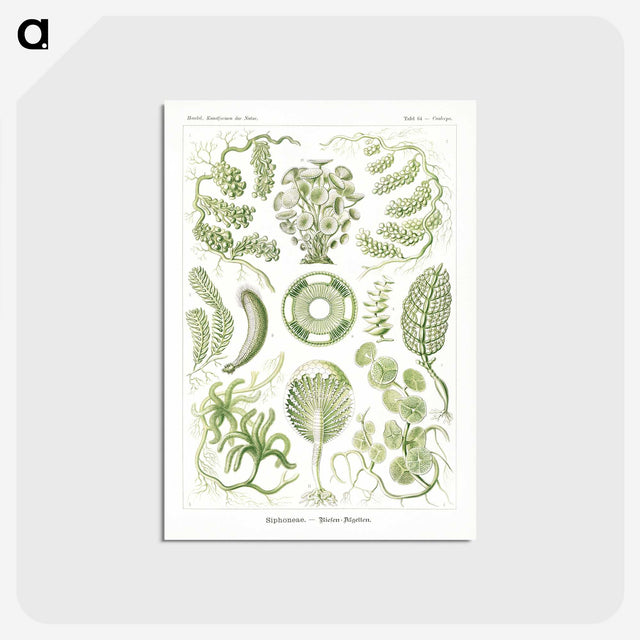2-30_Ernst-Haeckel_postcard