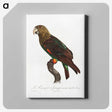 2-30_Francois-Levaillant_canvas