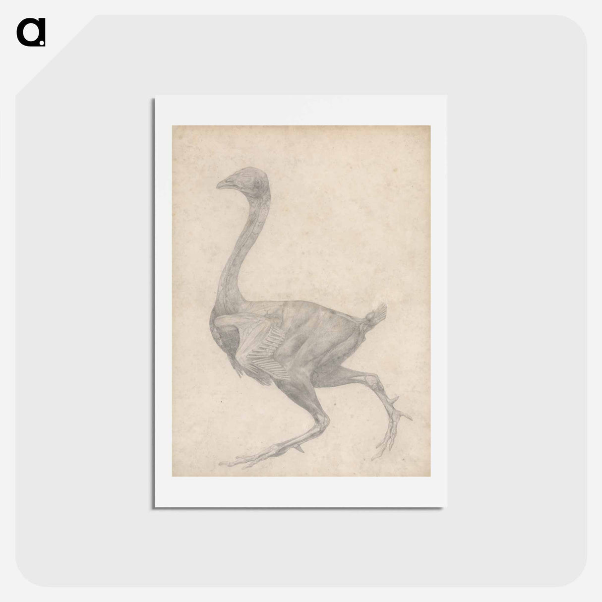 アートポストカード-Fowl, Lateral View
 - ジョージ スタッブス Postcard.