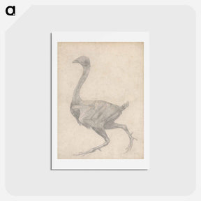 アートポストカード-Fowl, Lateral View
 - ジョージ スタッブス Postcard.