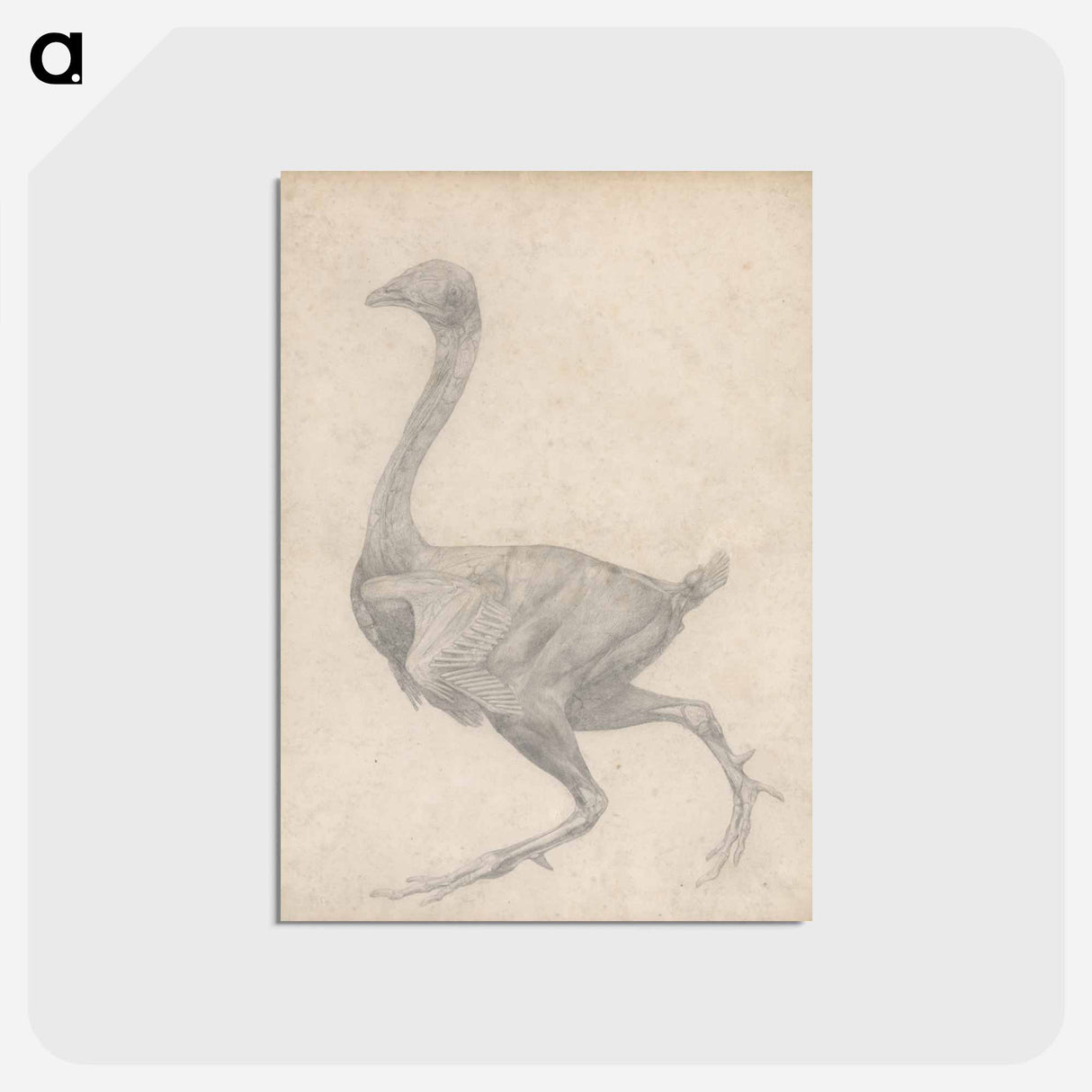 アートポストカード-Fowl, Lateral View
 - ジョージ スタッブス Postcard.