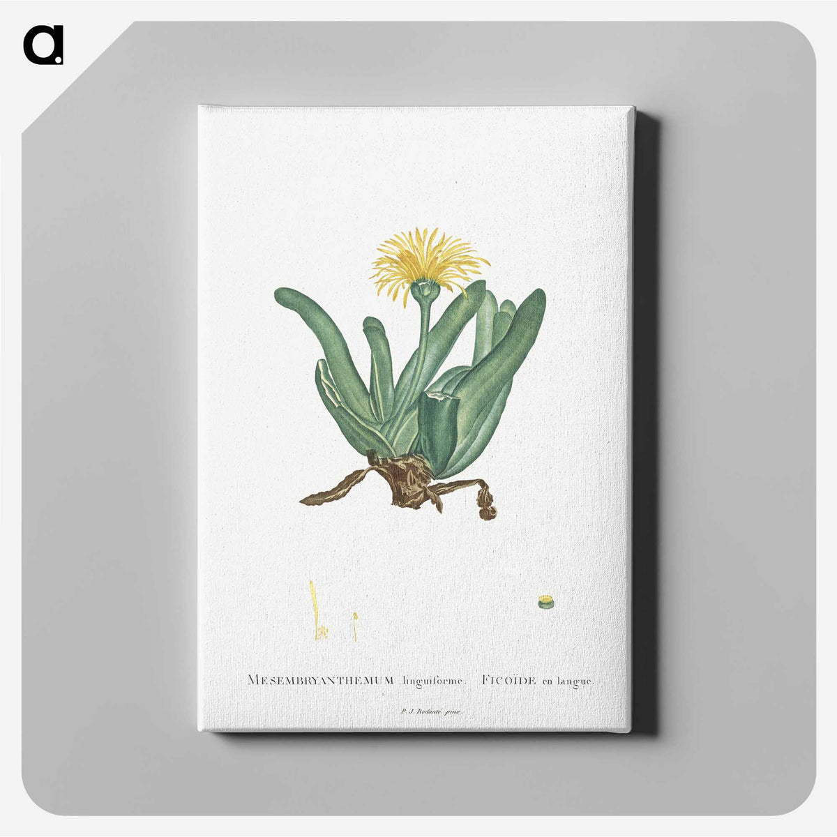 2-30_Histoire-des-Plantes-Grasses_canvas