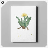 2-30_Histoire-des-Plantes-Grasses_canvas