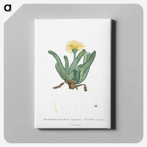 2-30_Histoire-des-Plantes-Grasses_canvas